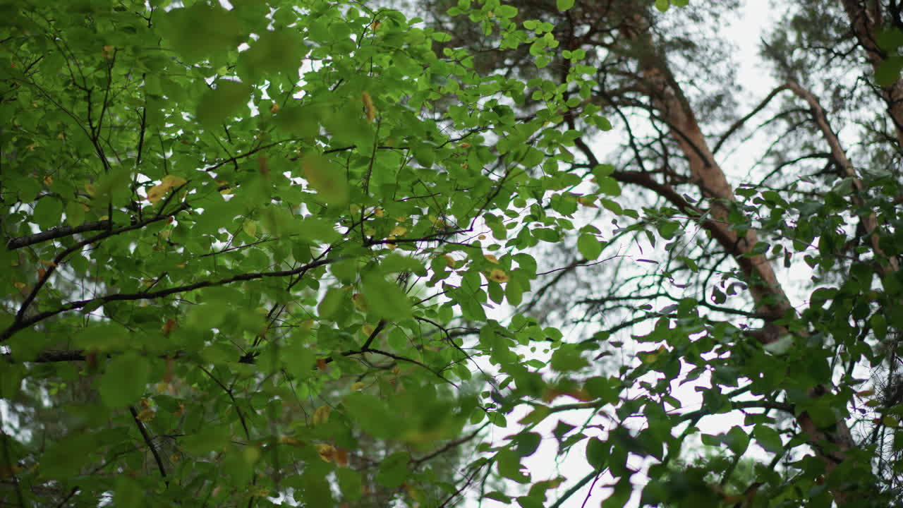 Closeup Of Leaves With Translucent Panels, Detailed View Of Foliage Against Bright Sky Backdrop, Intimate Botanical Image Capturing Textured Leaves And Luminous Green Panels Against Clear Sky
