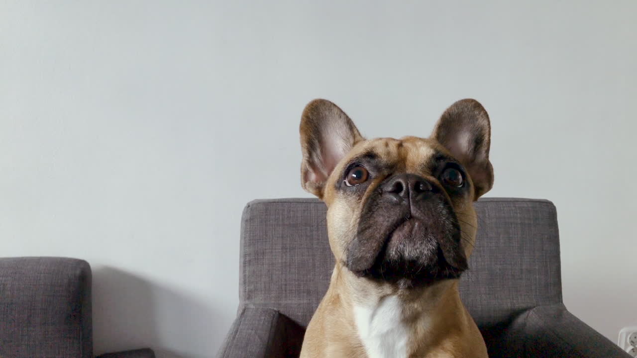 primer plano de cara de bulldog francés