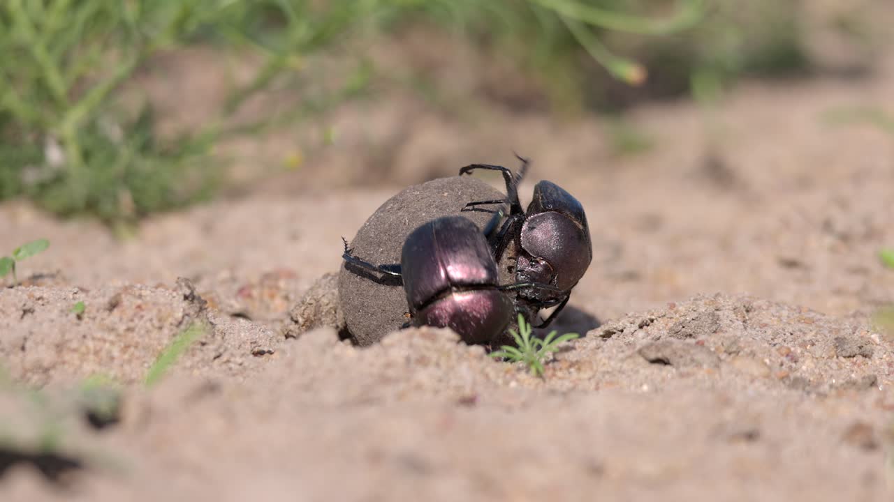 Macro close-up of dung beetle pair rolling dung ball over sandy ground