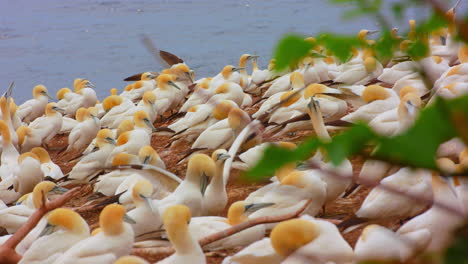 tölpelvögel gruppieren sich in nistkolonie nahe klippen, schwenkschuss, quebec