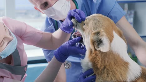 veterinario examinando los dientes y la boca de un perro corgi enfermo