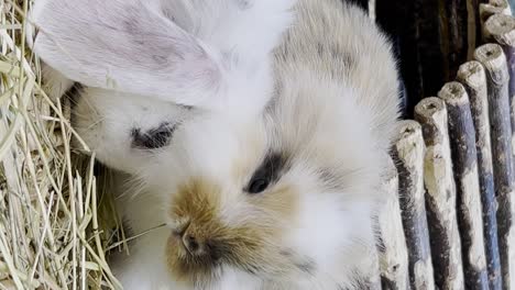 lovely bunny, easter fluffy white bunnies, adorable rabbit in a cage. easter bunnies. close-up of a rabbit