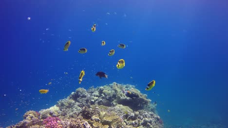 Gelber-Schmetterlingsfisch-Schwimmt-über-Korallenbommie-Vor-Dem-Tiefblauen-Ozean
