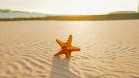 estrella de mar en la playa al atardecer