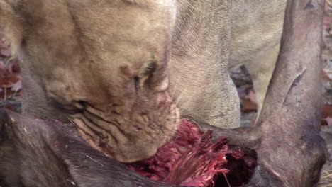 front view of lioness licking and chewing the remains of a previously killed wildebeest