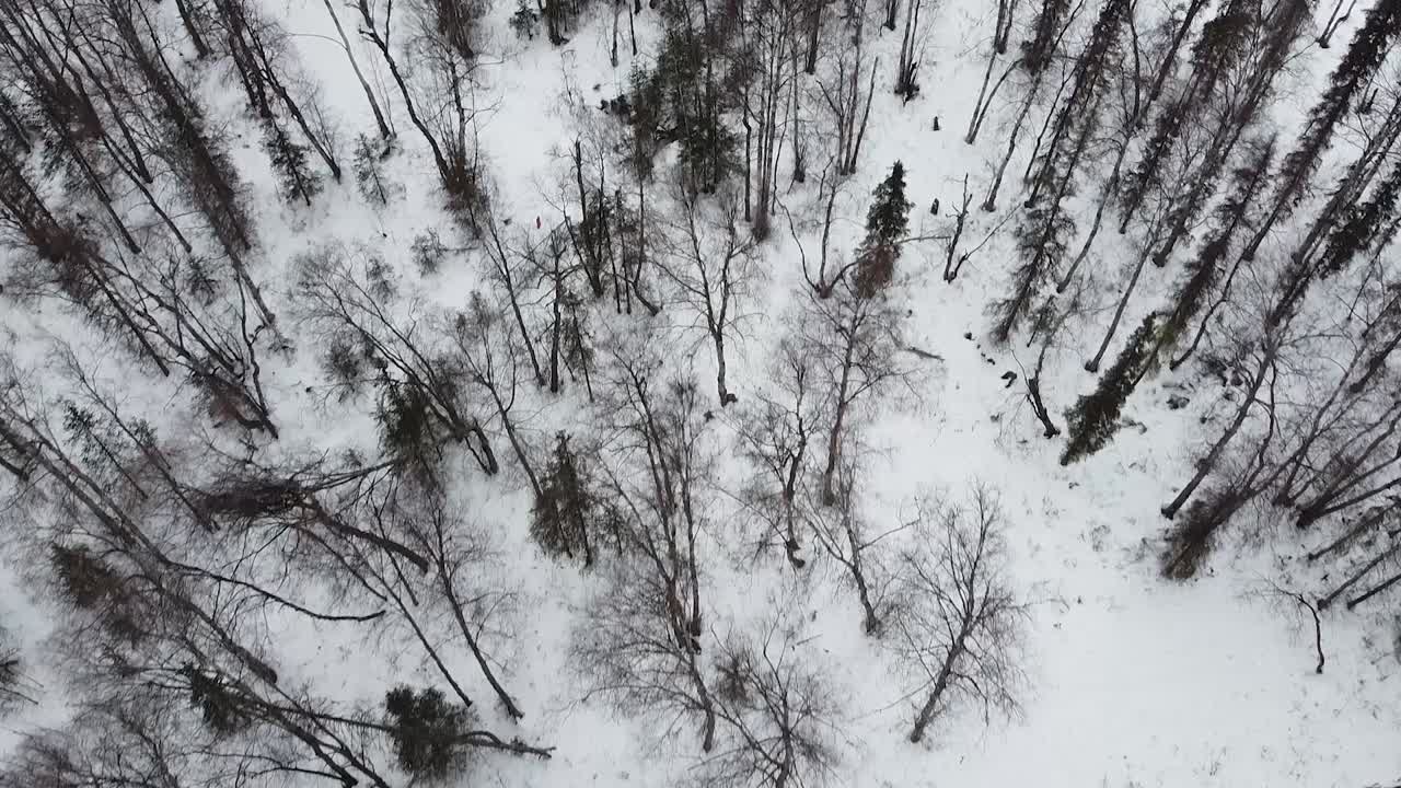 Ariel overhead panning winter forest with bare trees