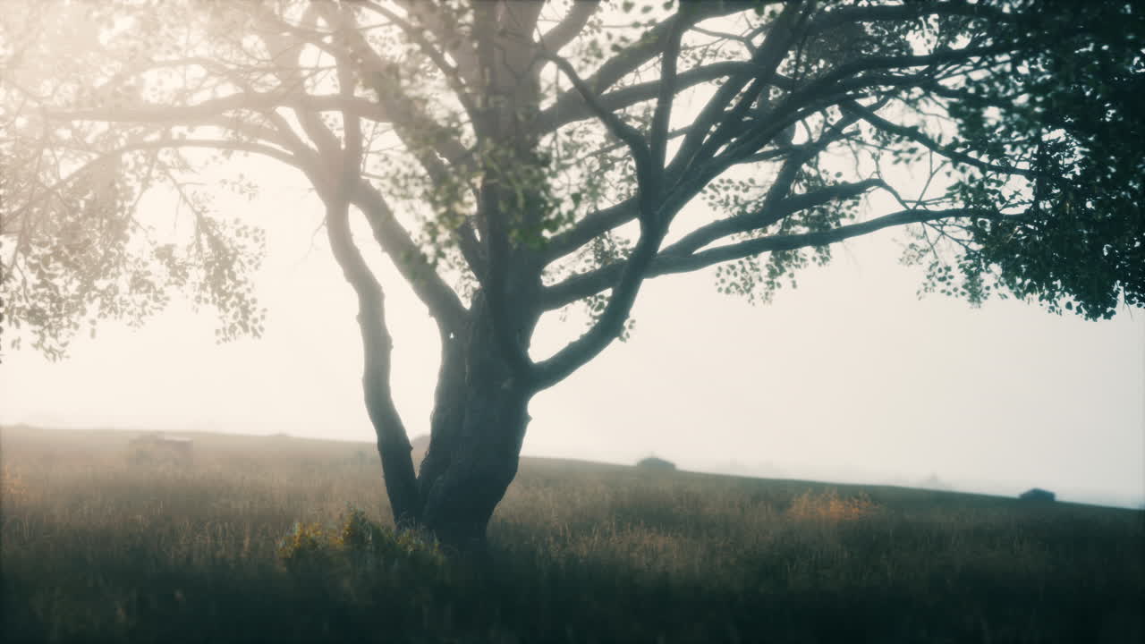 Kenya park savannah stunning landscape with a single tree