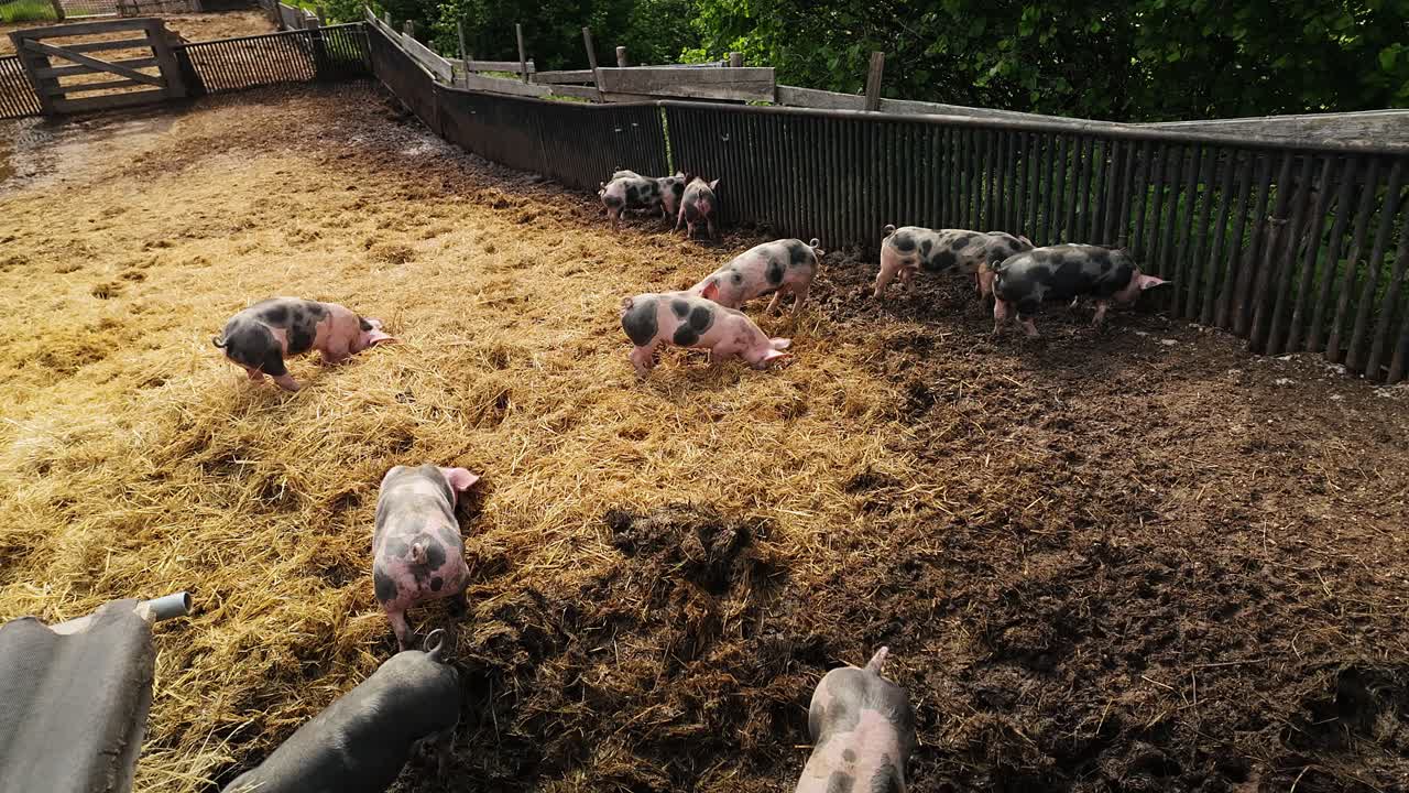 Greedy Pigs Forage in Hay-Covered Farm Pen Enclosure on Rural Farm