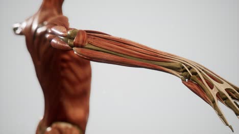 muscular system of human body animation