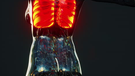 imagen de rayos x de los pulmones humanos para un diagnóstico médico de coronavirus covid-19