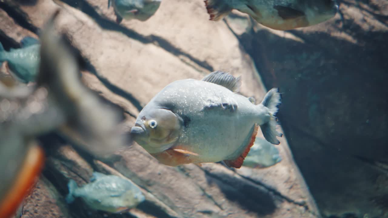 침착하게 수영하며 먹이를 기다리는 피라냐 무리