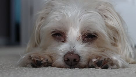 adorable perro durmiendo lentamente