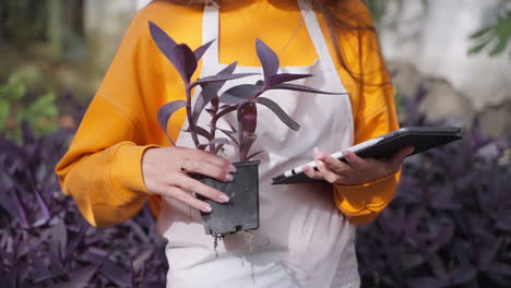 woman checking a potted purple plant in a nursery