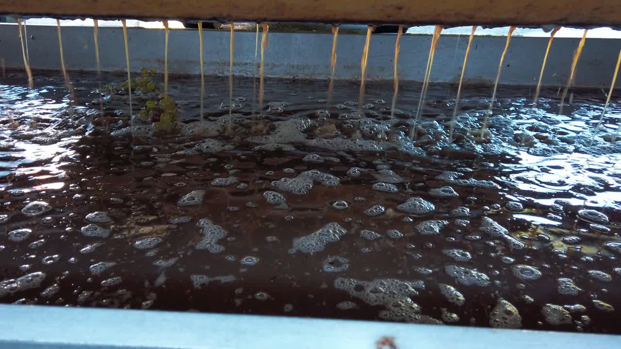 프레스에서 흘러나오는 포도 주스, 와인 제조 과정, 포도나무 압착, 클로즈업