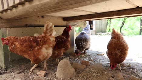 many red chickens on a summer day in the village