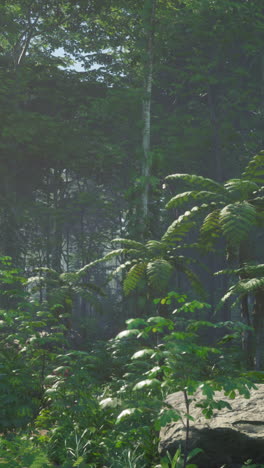 misty forest with ferns and lush vegetation