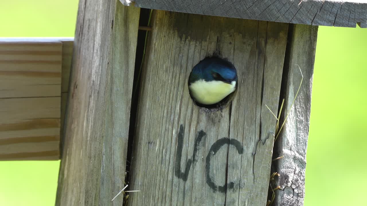 새집 입구에 앉아있는 나무 제비