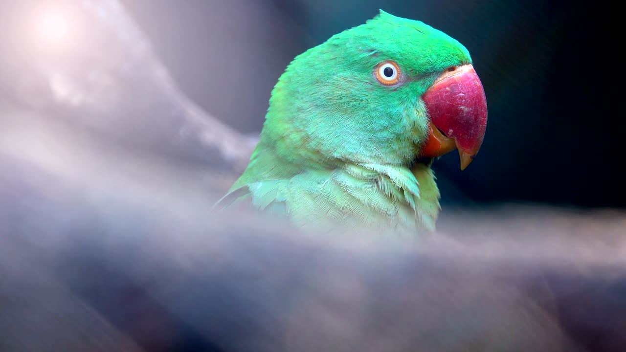 아름다운 초록색 무새의 머리. 그것은 귀여운 무입니다.