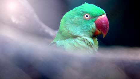 close up head of beautiful green parrot. it cute parrot.