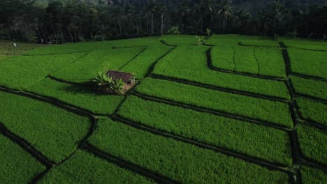 Vista-Aérea-Orbitando-Exuberantes-Campos-De-Arroz-Verdes-Con-Cabaña-En-Java-Oriental,-Indonesia