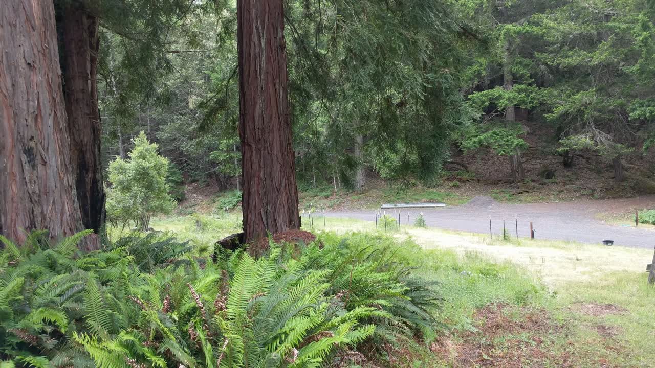 Redwood forest treetops with bird in 4k