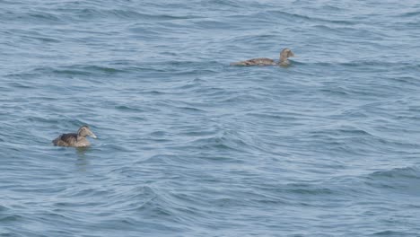 Two ducks glide across gentle ocean waves under natural daylight, captured in a steady wide shot with soft, even lighting and tranquil mood
