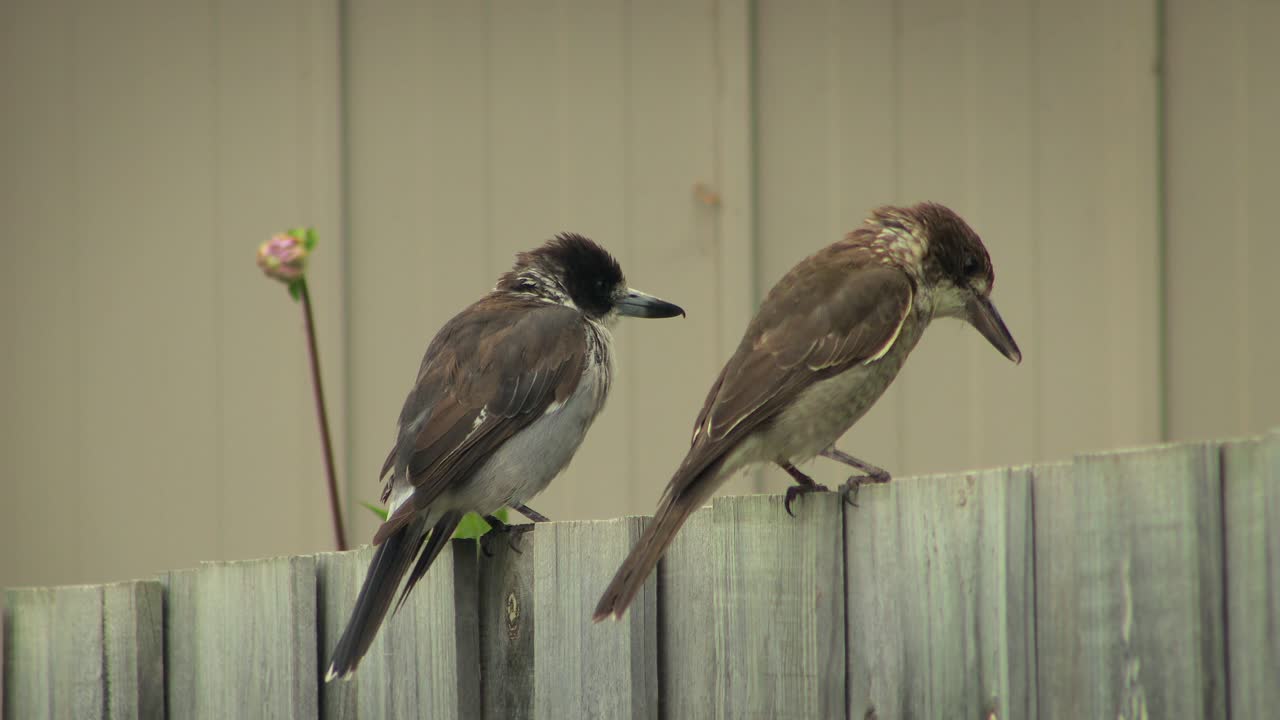 Adult And Juvenile Butcherbird Perched On Wooden Fence Australia Gippsland Maffra Victoria
