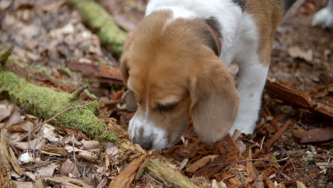 Perro-Beagle-Mascota-De-La-Familia-Cavando-En-El-Bosque-Otoñal