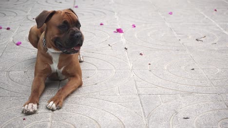 Boxer-calm-dog-sitting-and-looking-around-him,-in-the-yard-of-his-home