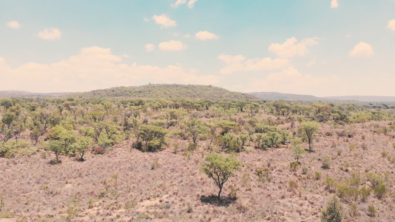 árboles de acacia en el paisaje seco de la sabana africana, tiro panorámico de drones