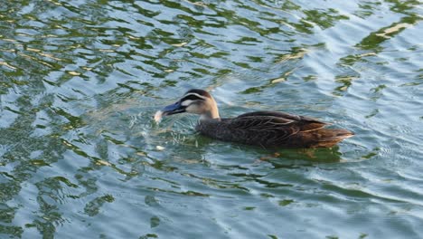 grupo de patos nadando pacíficamente en el agua