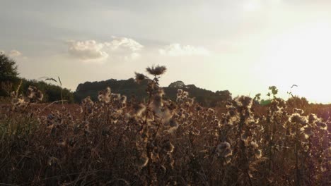 Slow-panning-shot-of-long-grass-gently-swaying-in-the-breeze-while-the-sun-sets-behind