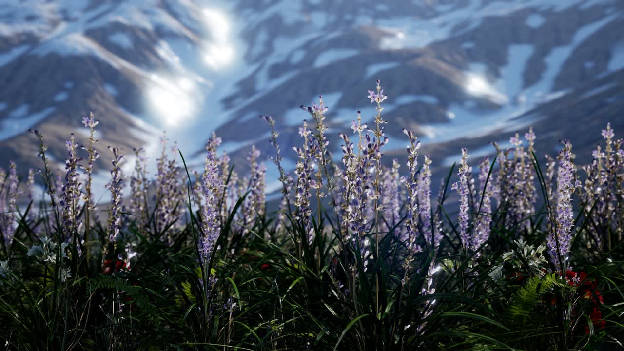 푸른 하늘과 눈으로  ⁇ 인 산이 있는 라벤드  ⁇