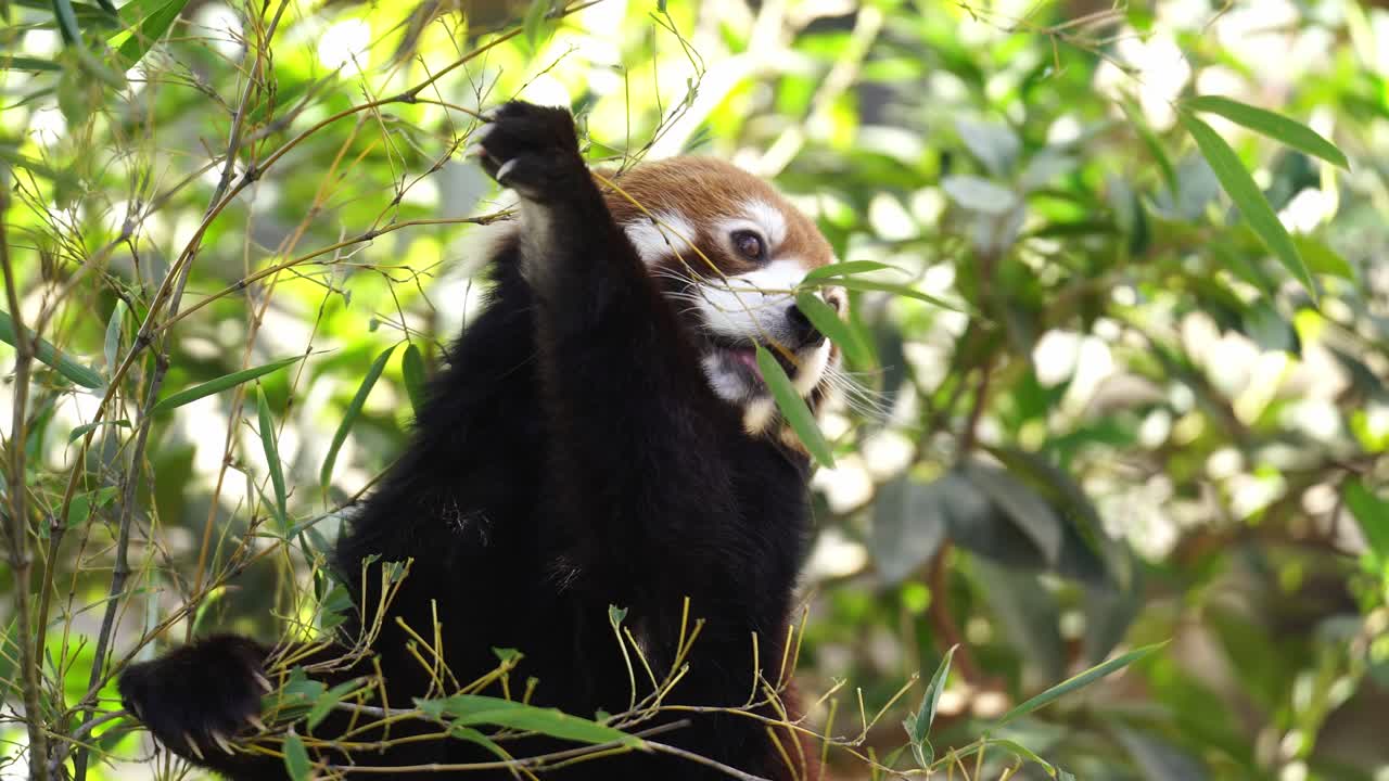 Panda minore (rosso) che cerca di raggiungere le foglie dell'albero