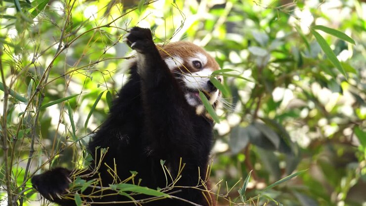 Panda minore (rosso) che cerca di raggiungere le foglie dell'albero