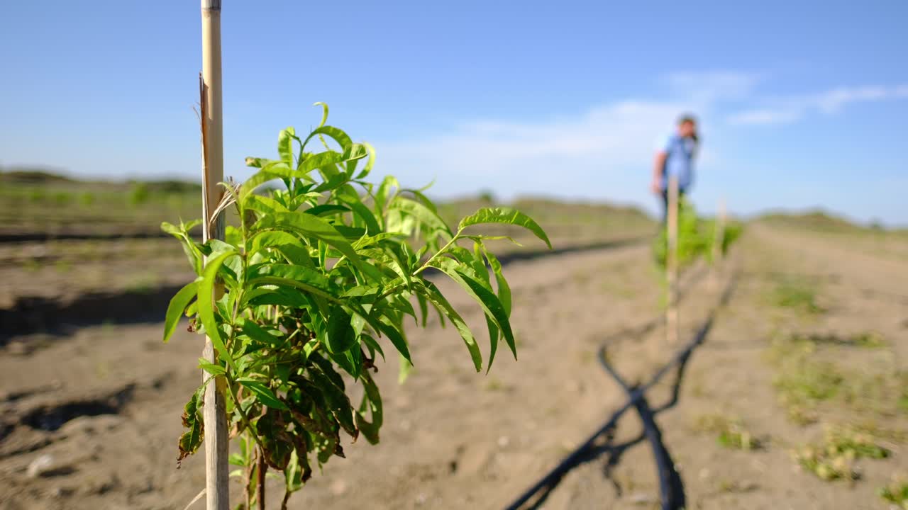 Peach sapling with swinging small green leaves