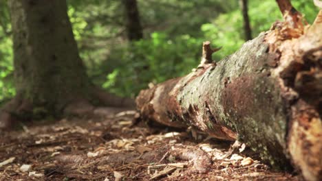 Short Axe Chopping Continuously at Log Slow Motion