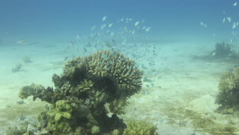 coral acropora en el arrecife, conocido como coral de mesa, coral cuerno de alce y coral cuerno de ciervo