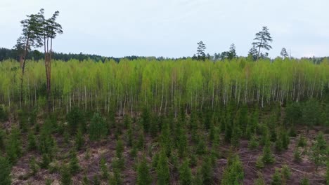 reforestation landscape in rucava with pine saplings, dense birch line beyond