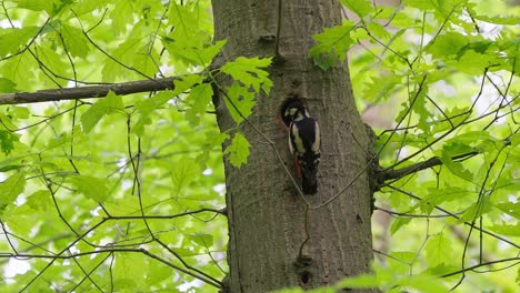 Gran-Pájaro-Carpintero-Manchado-Alimentando-A-Sus-Crías-En-Un-Nido-Tallado-En-Un-Tronco-De-árbol