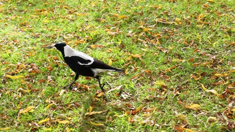 a magpie walking on grassy ground