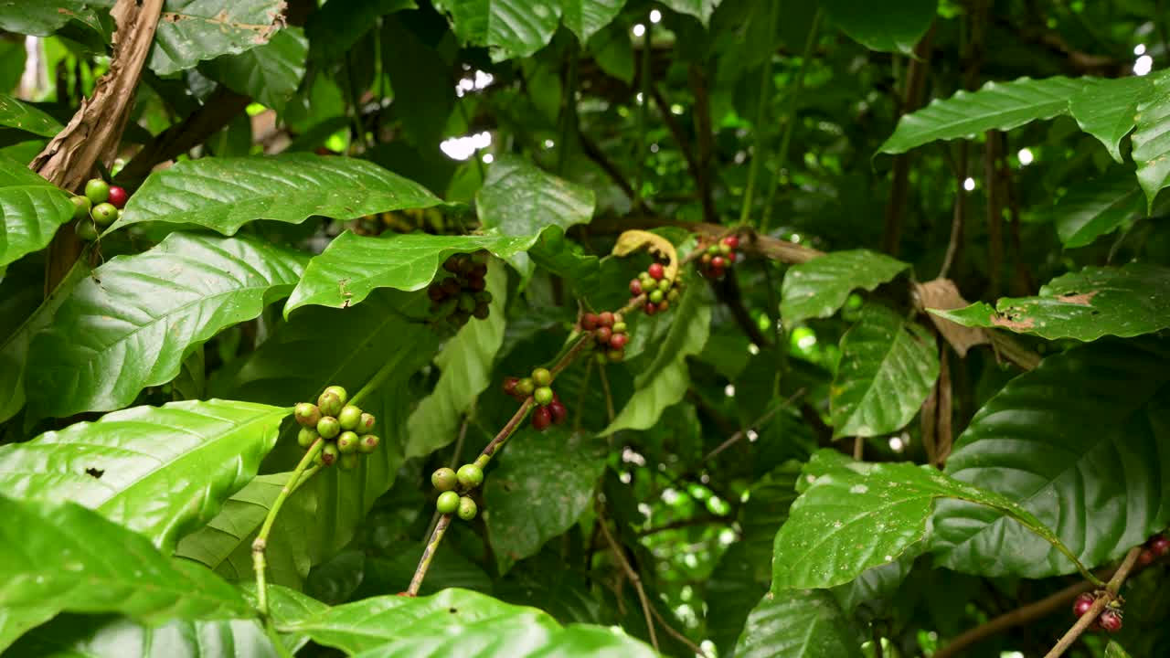 Pianta di caffè arabica con ciliegie mature in un rigoglioso giardino di Bali