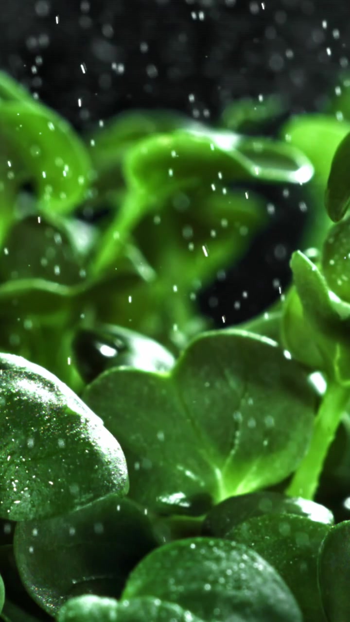 Goccioline d'acqua che cadono su Microgreens di un verde vibrante