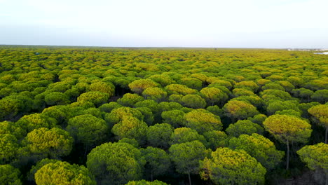hermoso bosque siempreverde de pino piñonero en cartaya o campo común al atardecer, provincia de huelva, andalucía, españa movimiento aéreo hacia atrás y hacia abajo