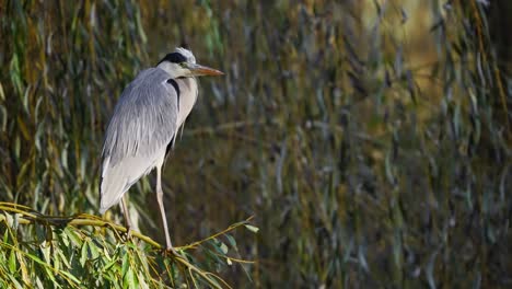 Garza-Gris-De-Pie-Sobre-Una-Rama-En-Un-Parque