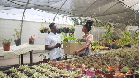 african american gardeners examining plants in greenhouse, holding box of seedlings