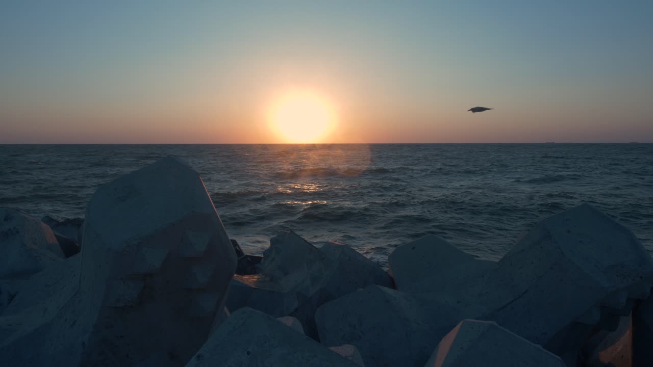 птица чайка летит по небосклону на восходе солнца над морем