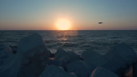 pájaro gaviota volando por el horizonte al amanecer sobre el mar