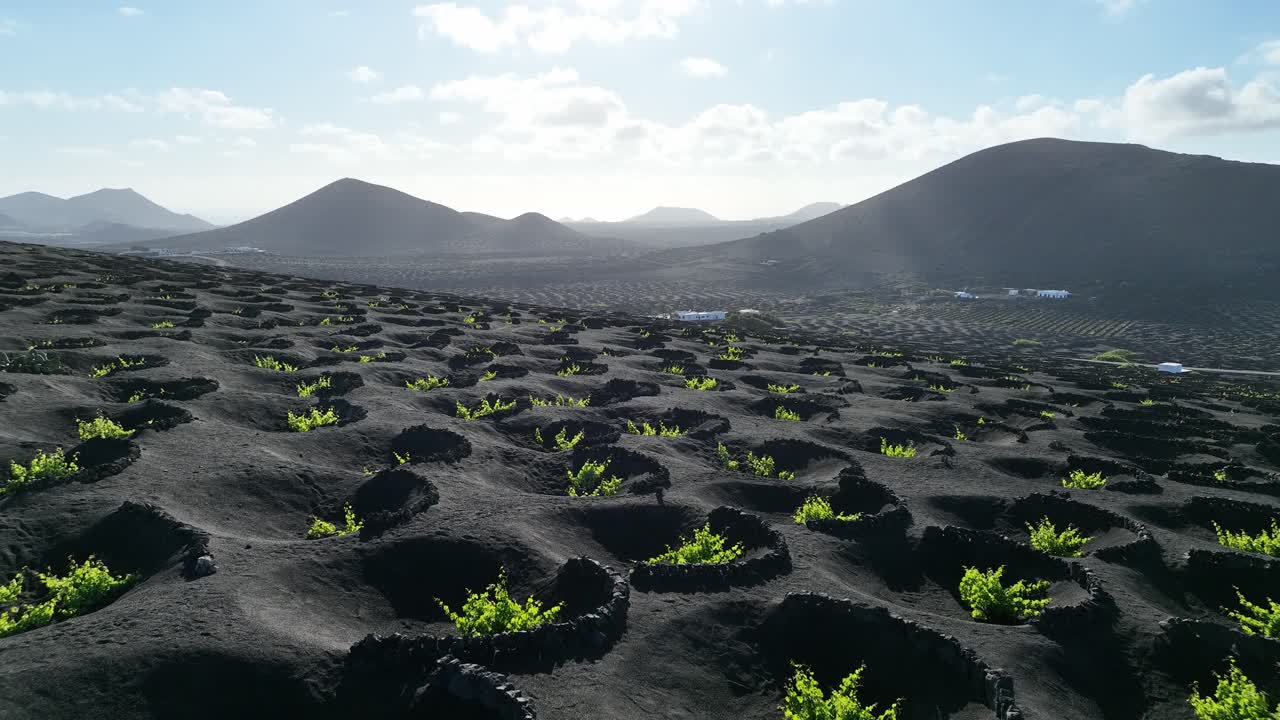Viticoltura a Lanzarote - Isole Canarie