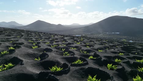 Viticultura-En-Lanzarote---Islas-Canarias